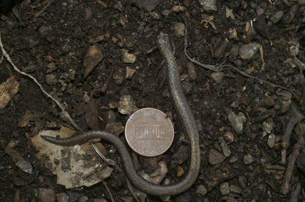 What are the specific differences in MOT requirements for electric vehicles versus diesel cars in the UK?